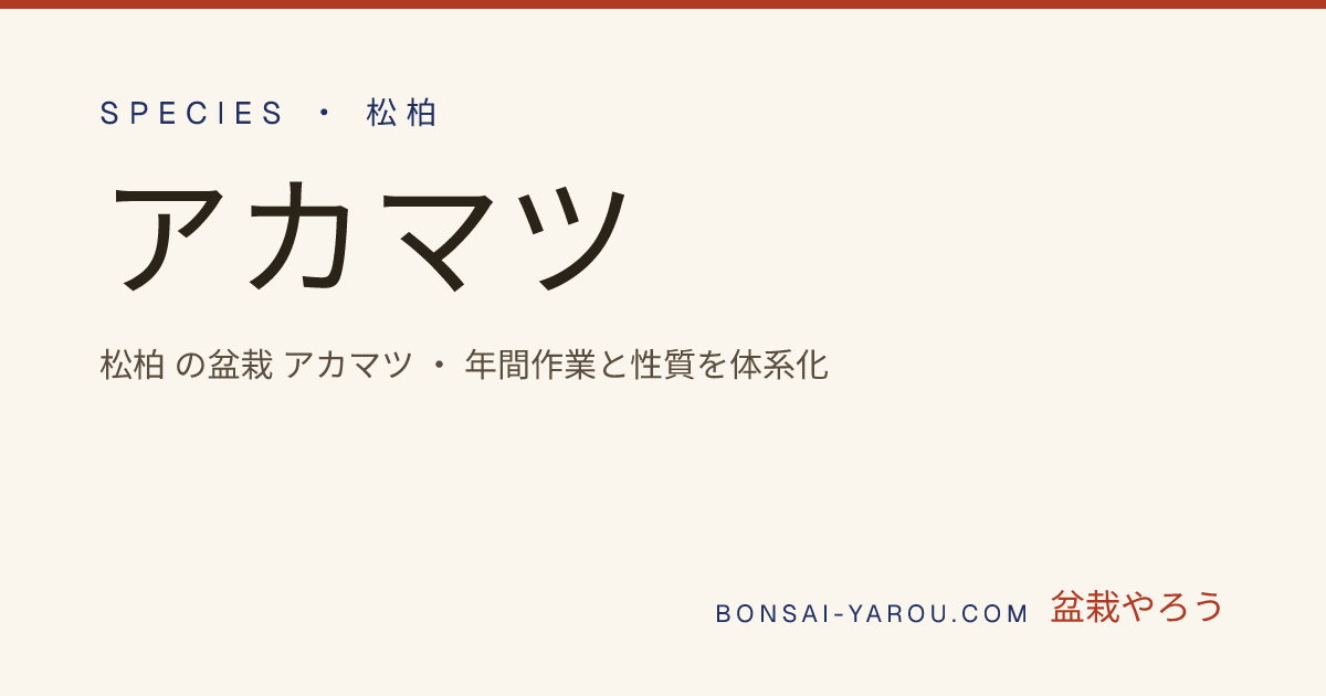 アカマツ (赤松) の年間作業 | 盆栽やろう