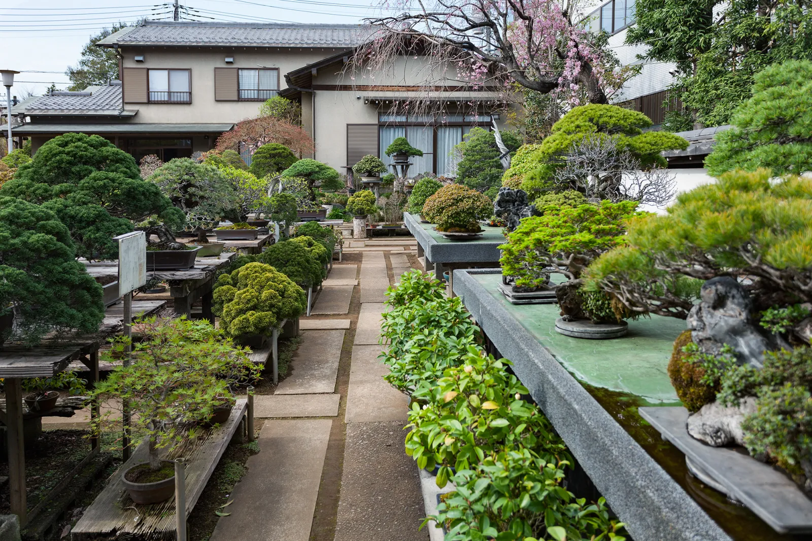 芙蓉園 の写真