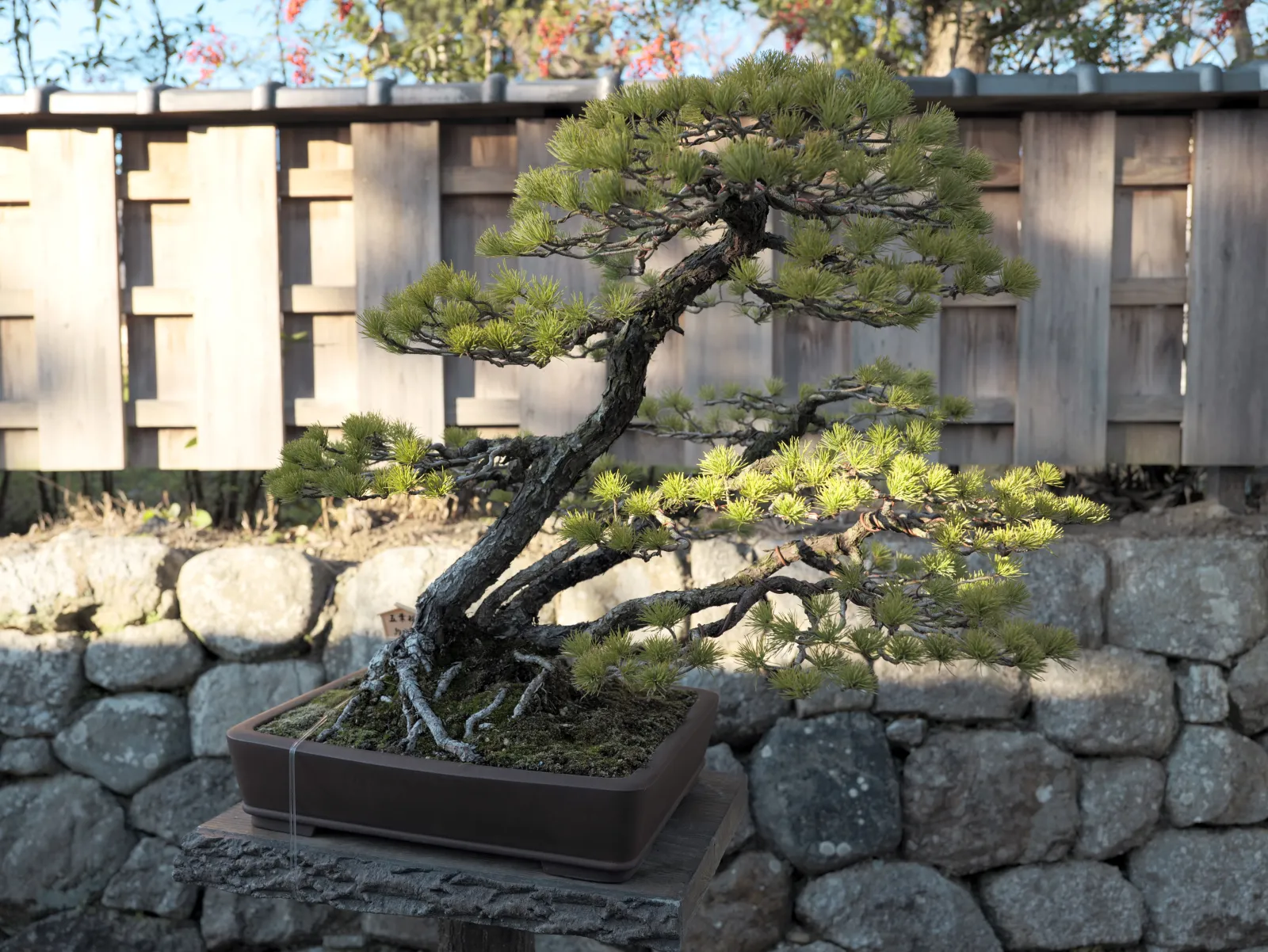 芳春院盆栽庭園 の写真