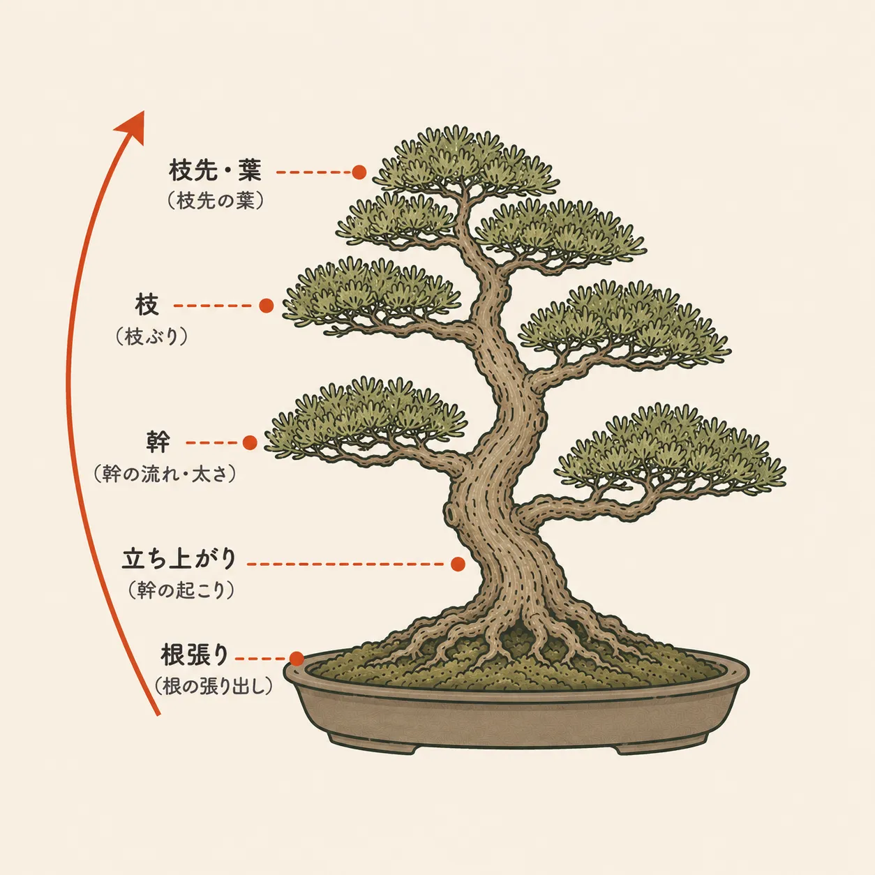 盆栽を正面から見て、根張り・立ち上がり・幹・枝・枝先へと下から上へ視線を導く朱の矢印を添えた図