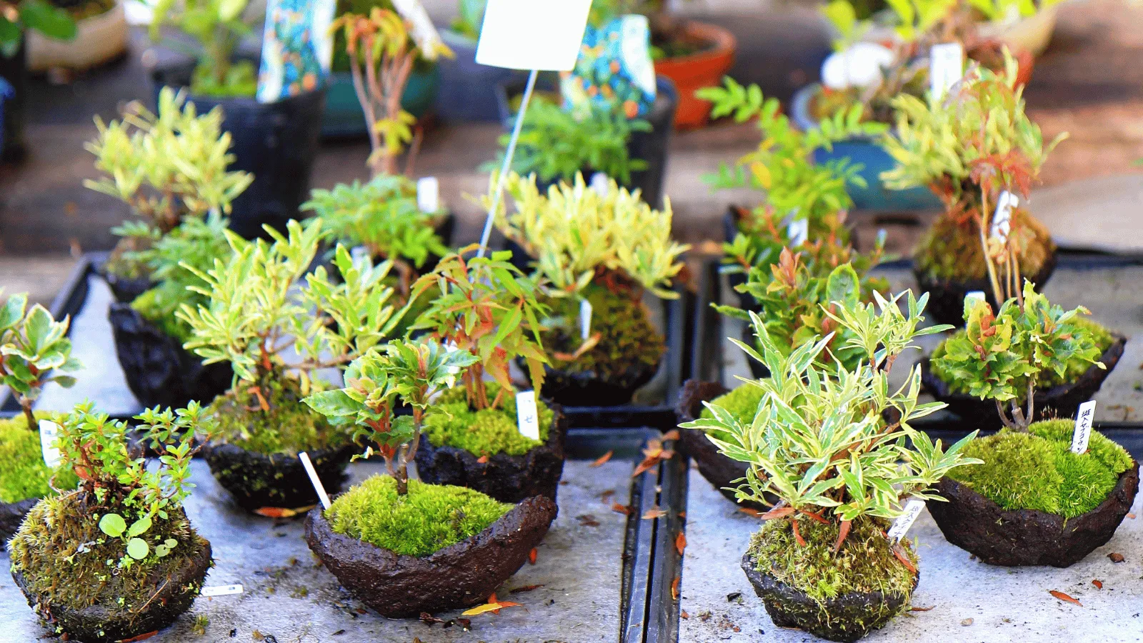 夏の縁日に並ぶ草もの盆栽の苔玉 — ほおずき市の縁日でほおずきが並ぶ賑わいを連想させる苔玉即売会の情景