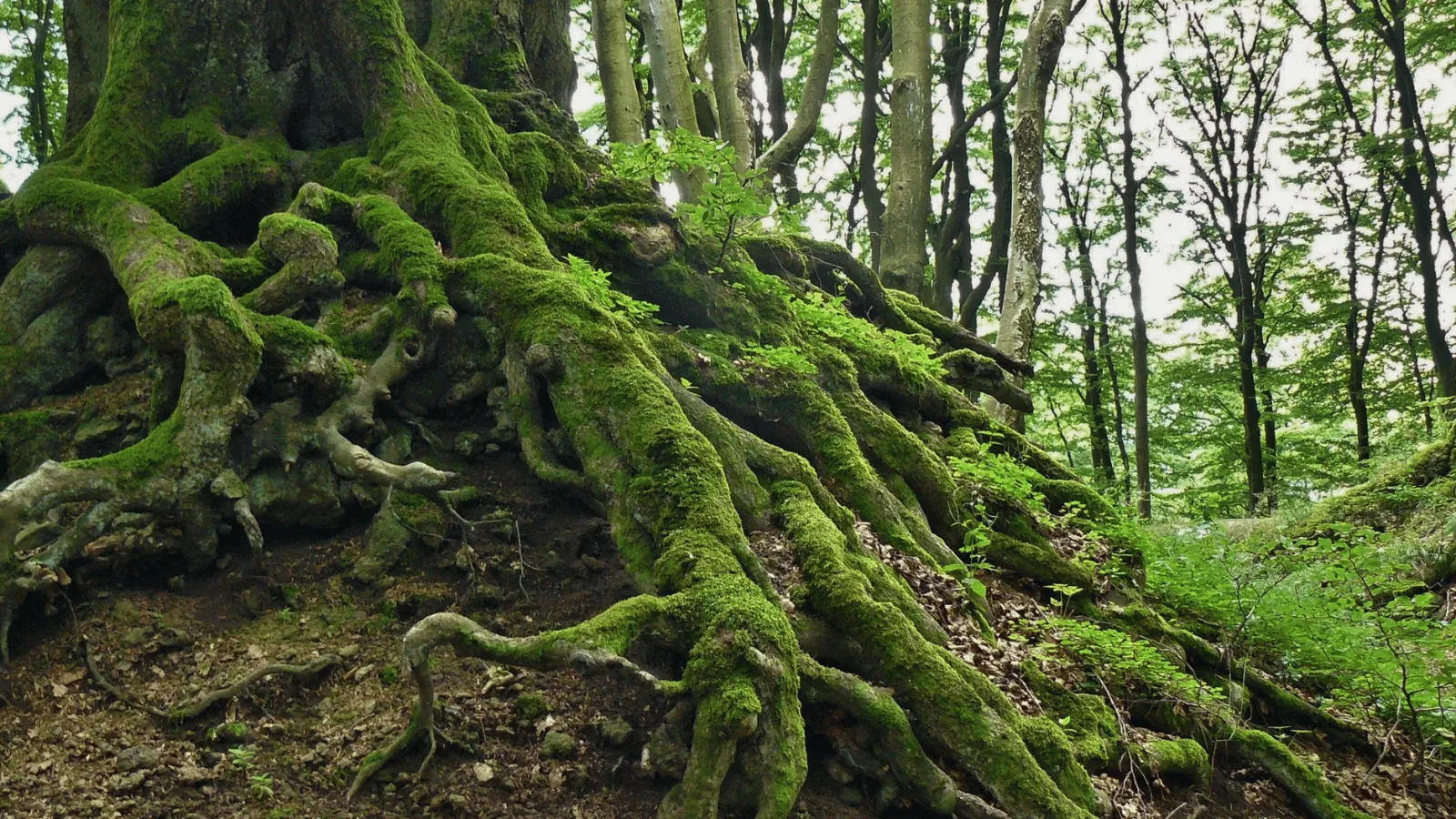 森の地面を覆う生き生きとした苔と草もの — 七夕の季節、草もの盆栽が最も生き生きする初夏の情景