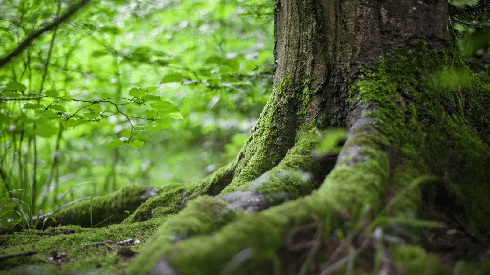 古木の根元を覆う緑の苔のクローズアップ — 棚場の草もの世界が持つ静かな夏の生命力
