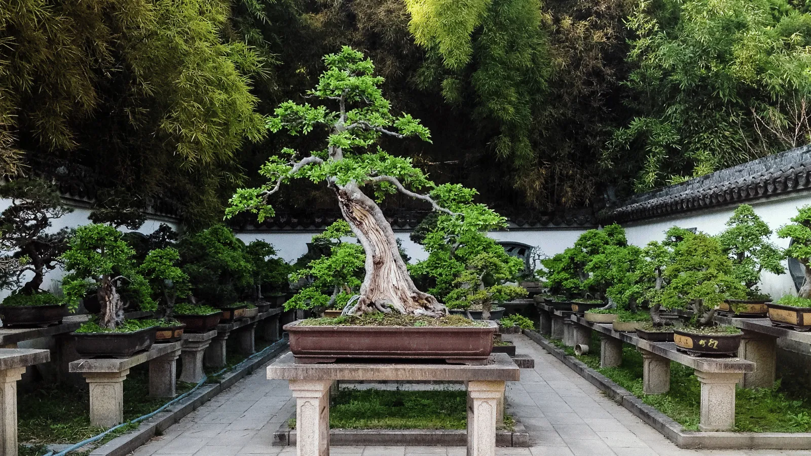 中国式庭園に陳列された大型盆栽コレクション — 「BONSAI」が国際的な文化として評価される現場