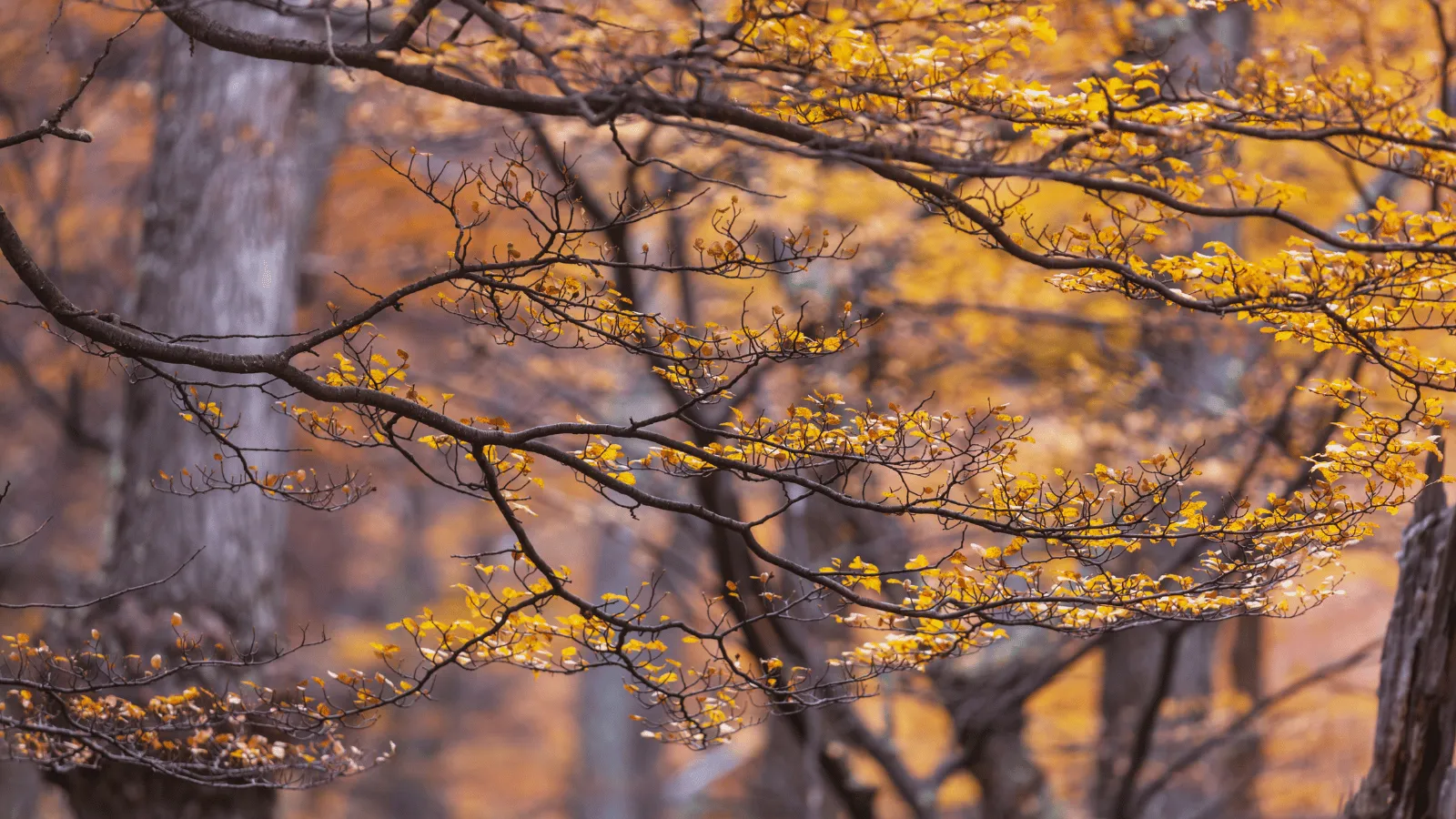 黄葉・紅葉が広がる秋の雑木林 — もみじ盆栽が色づく季節の空気感
