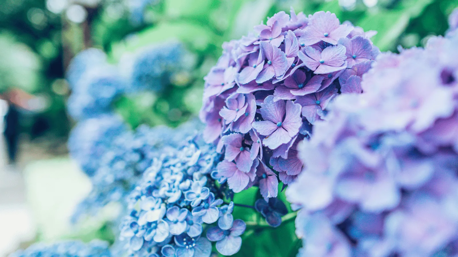 紫陽花(あじさい)の花 — 梅雨の象徴的な彩りと高湿度環境を連想させる