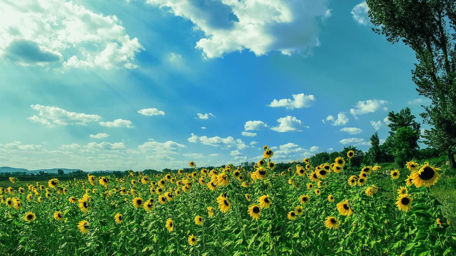 夏の盛りを象徴する強い陽射しと青空 — 夏至の棚場にも同じ太陽が降り注ぐ