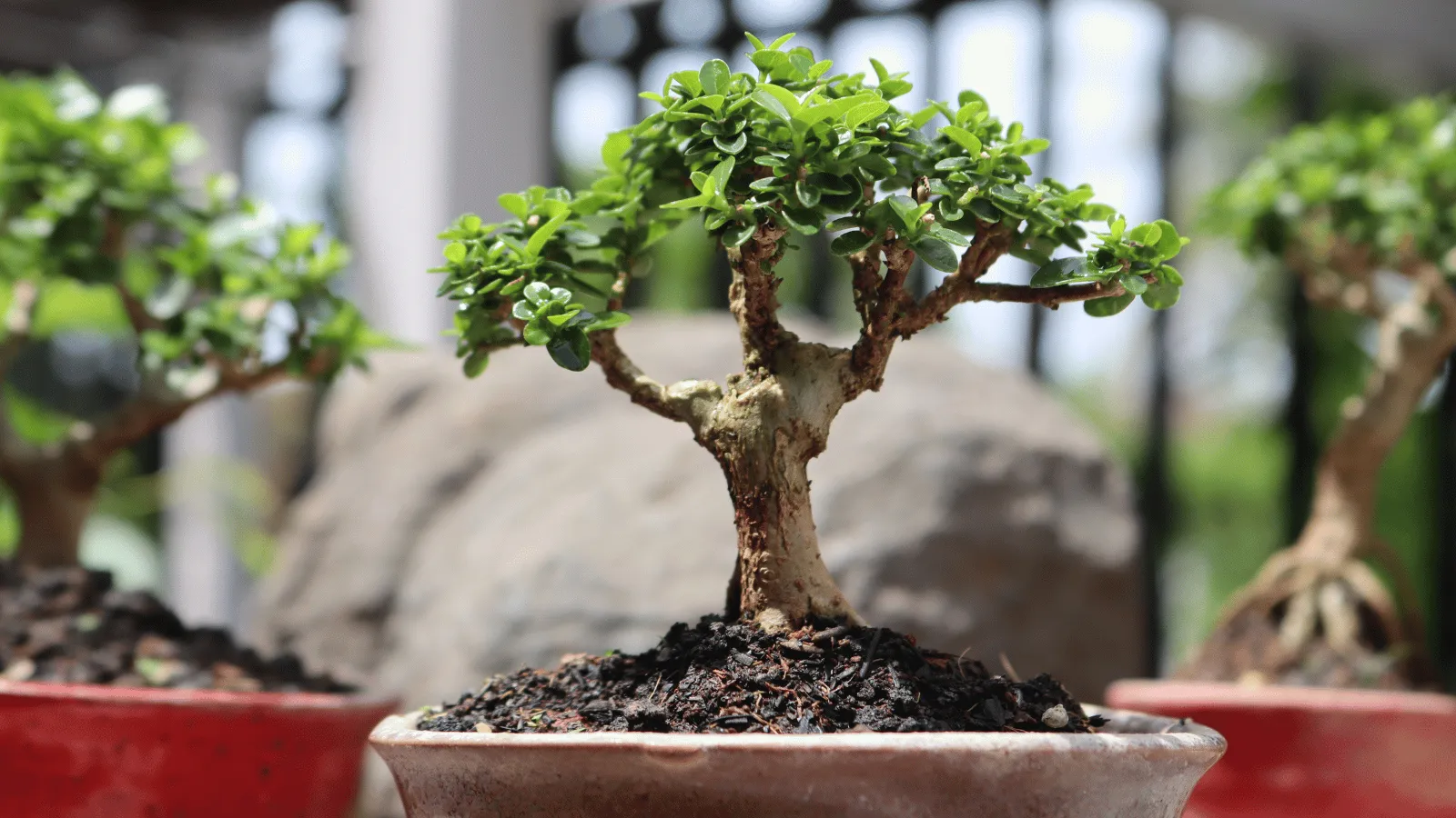 新緑が輝く6月の雑木盆栽展示 — プラハ植物園の日本庭園に並ぶ季節感豊かな盆栽群を連想させる
