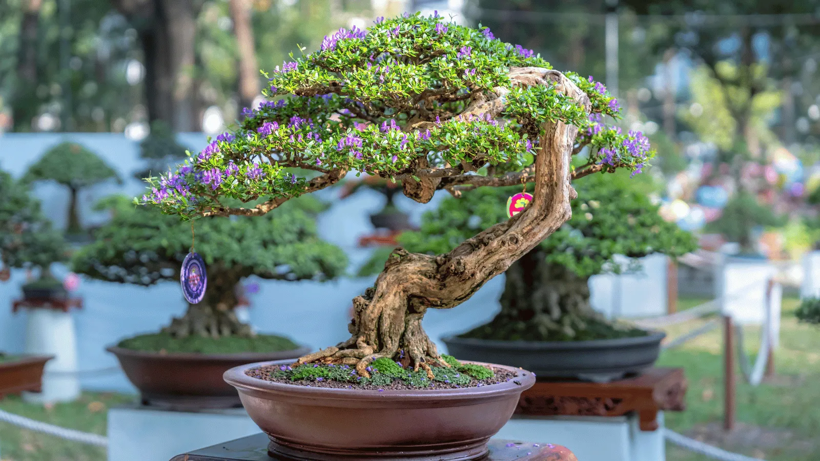 屋外の展示会場で紫の花を咲かせ、受賞タグを下げた花物盆栽 — 熱帯盆栽の品評会をイメージ