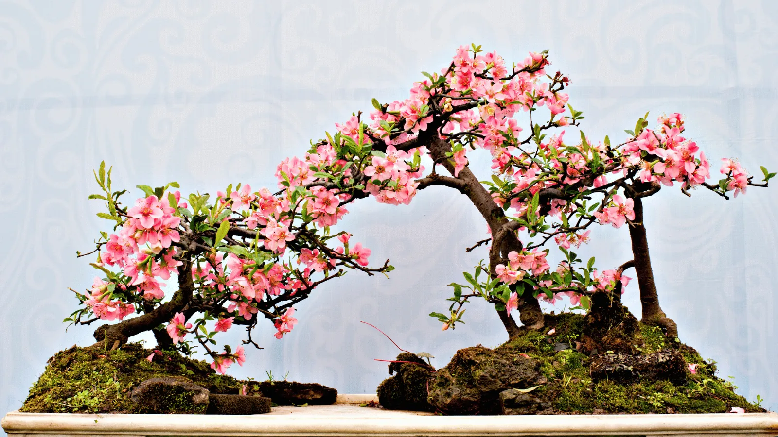 鮮やかなピンク色の花を咲かせた花物盆栽の寄せ植え — ロングウッドガーデンズのさつき展示に並ぶ多彩な花色の品種群を連想させる