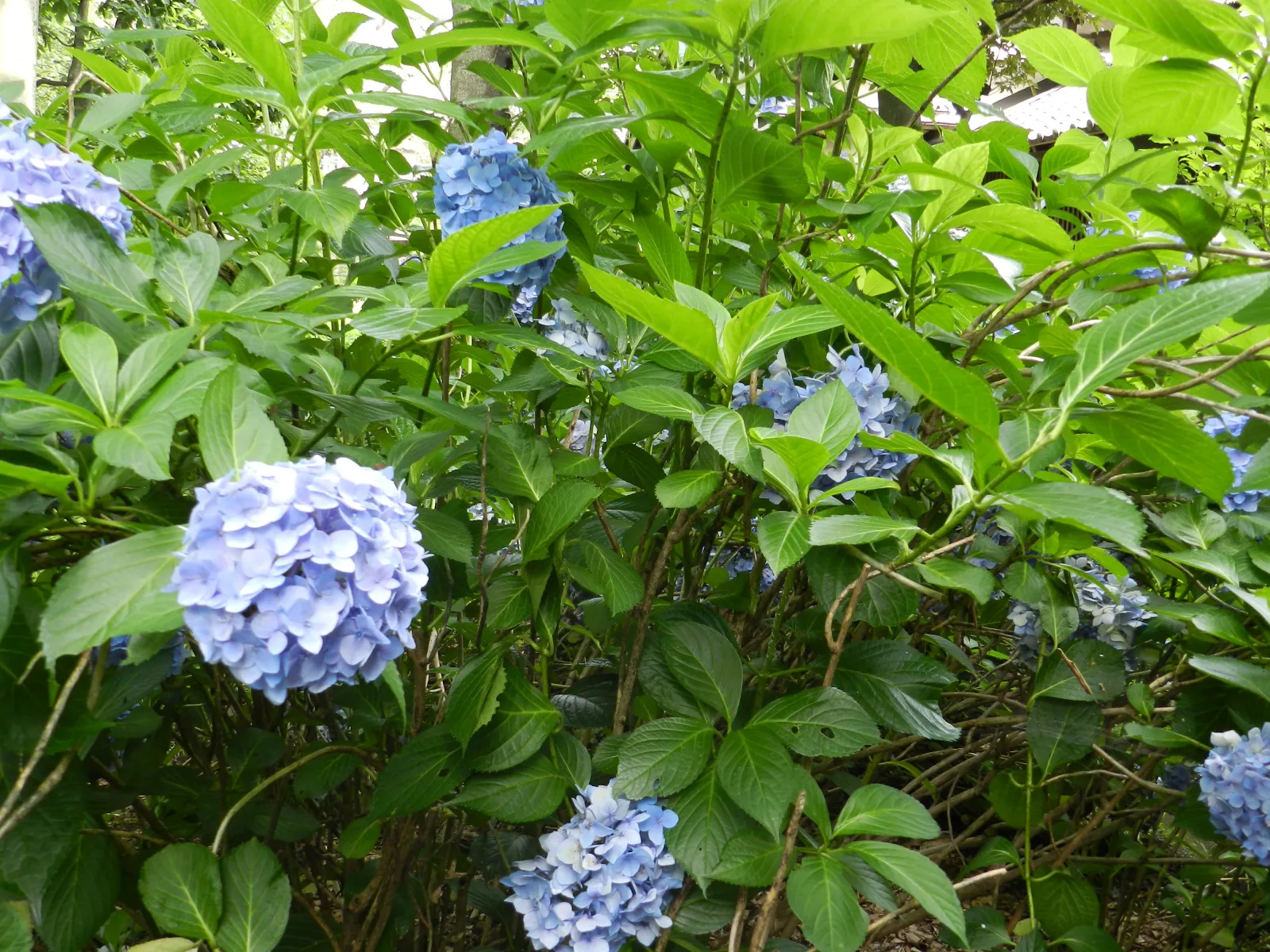 アジサイ (紫陽花) — 青花の Nikko Blue 品種、梅雨時の代表花 (Hydrangea macrophylla)
