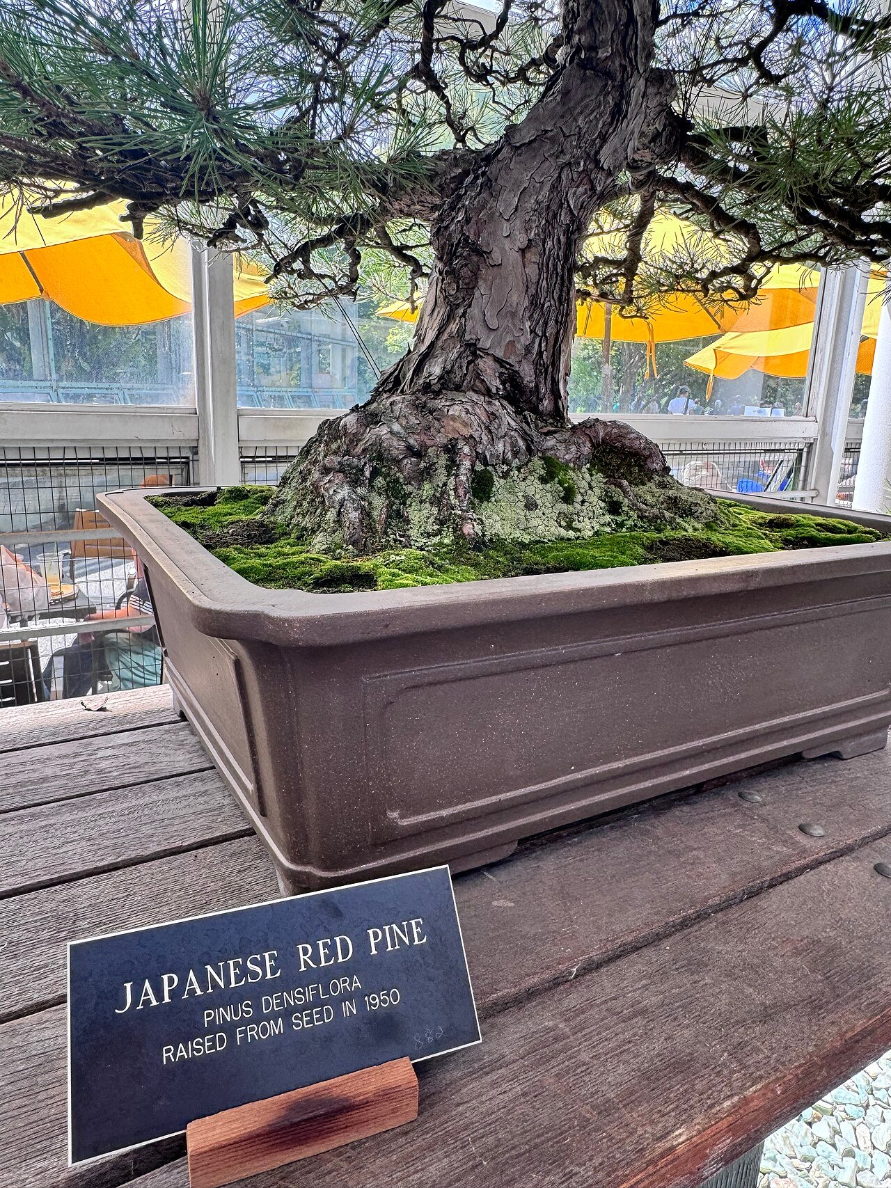 赤松の盆栽 (Pinus densiflora)