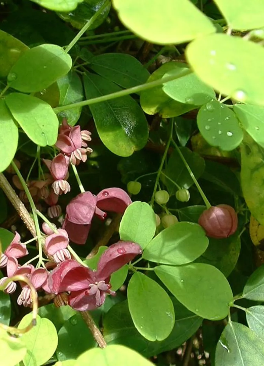 アケビ (木通) の紫花 — 5 月の蔓性花 (Akebia quinata)