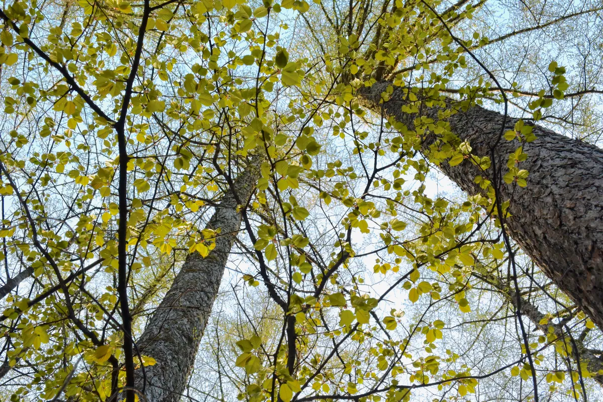 アサヒヤマザクラ (旭山桜) — 八重咲きの矮性桜 (写真は近縁種ヤマザクラ Cerasus jamasakura)
