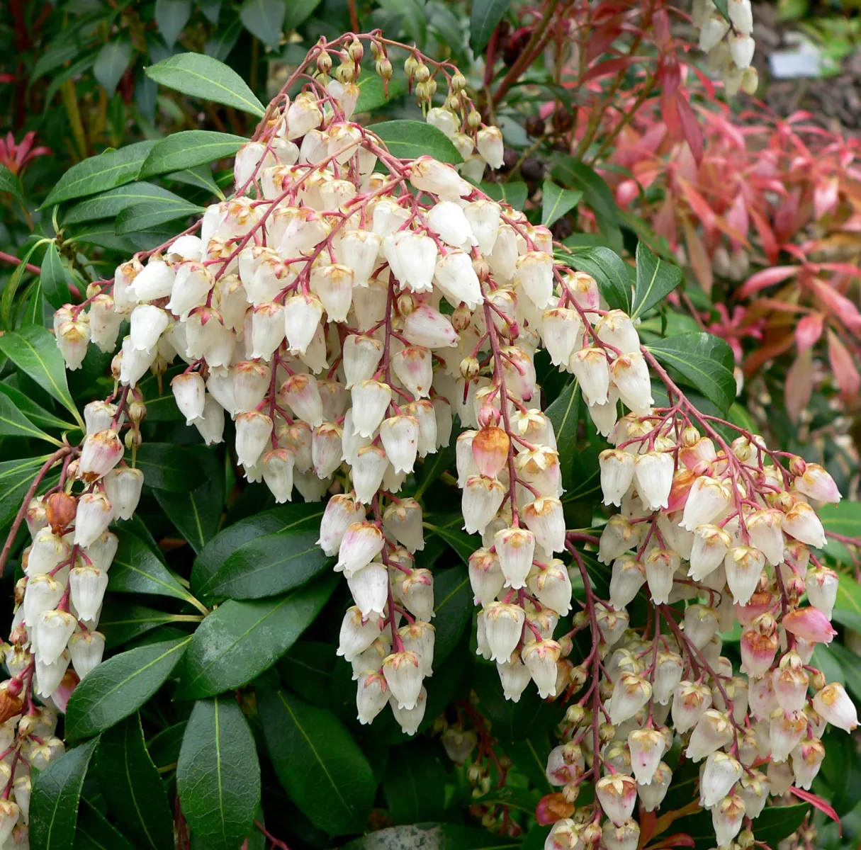 アセビ (馬酔木) の花 — 鈴蘭状の白い小花が房状に咲く (Pieris japonica)