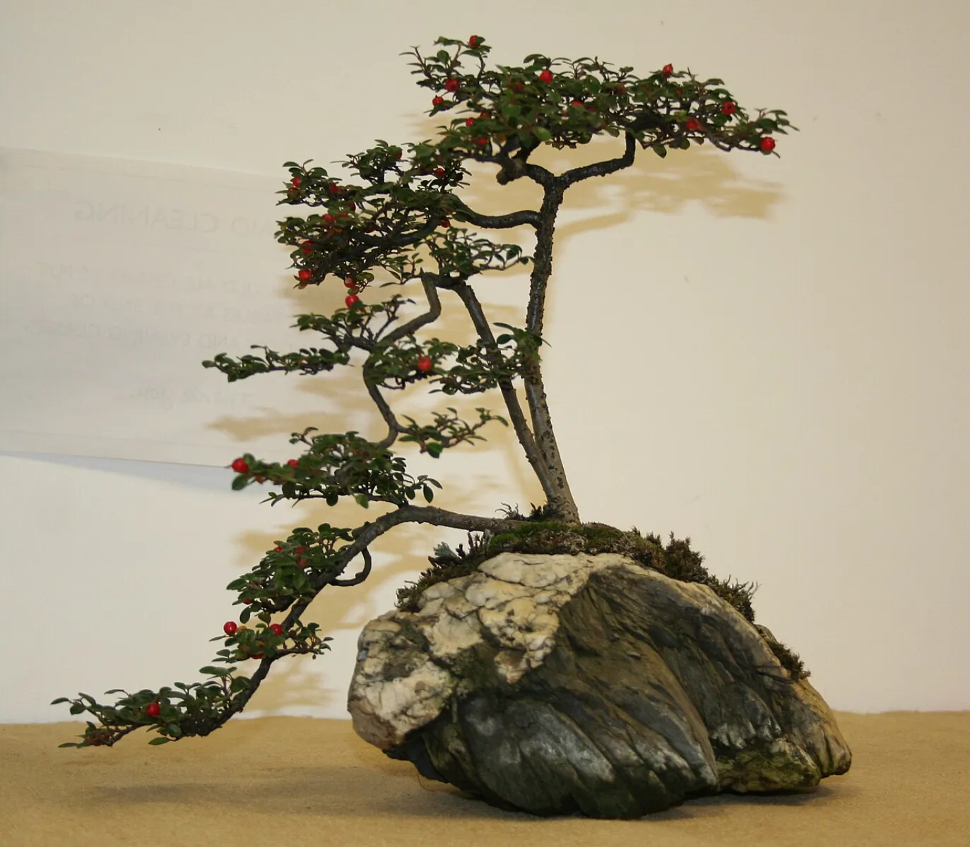 ベニシタン (紅紫檀) の盆栽 — 秋の赤実 (Cotoneaster)