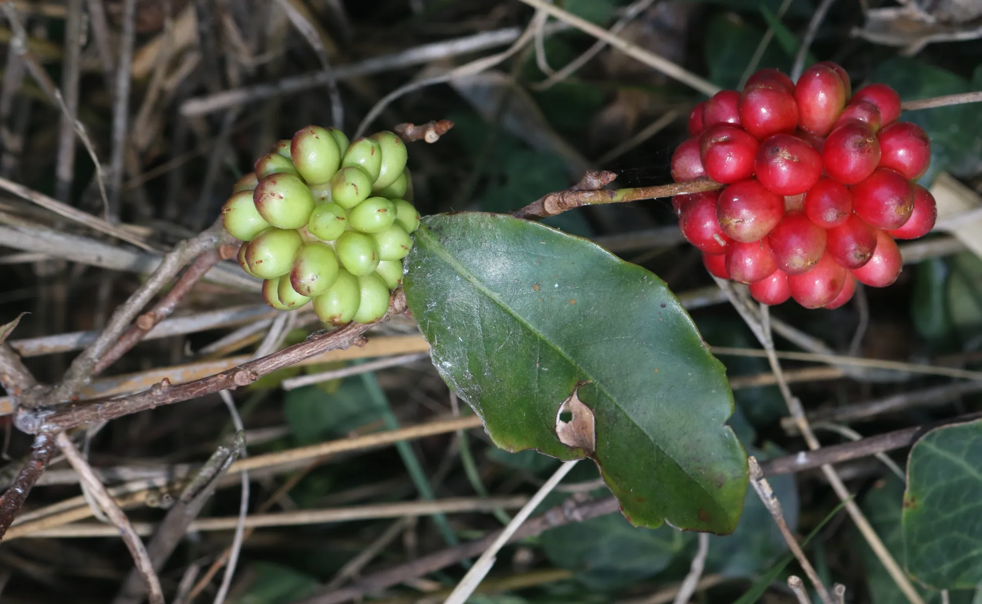 ビナンカズラ (美男葛) の赤い集合果 — サネカズラとも (Kadsura japonica)
