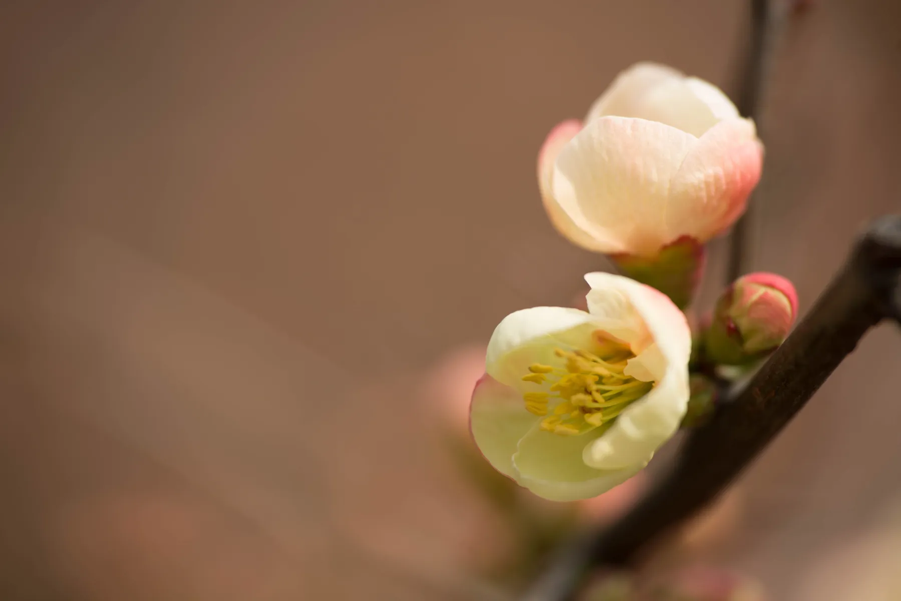 ボケ (木瓜) の赤花 — バラ科の落葉低木 (Chaenomeles speciosa)