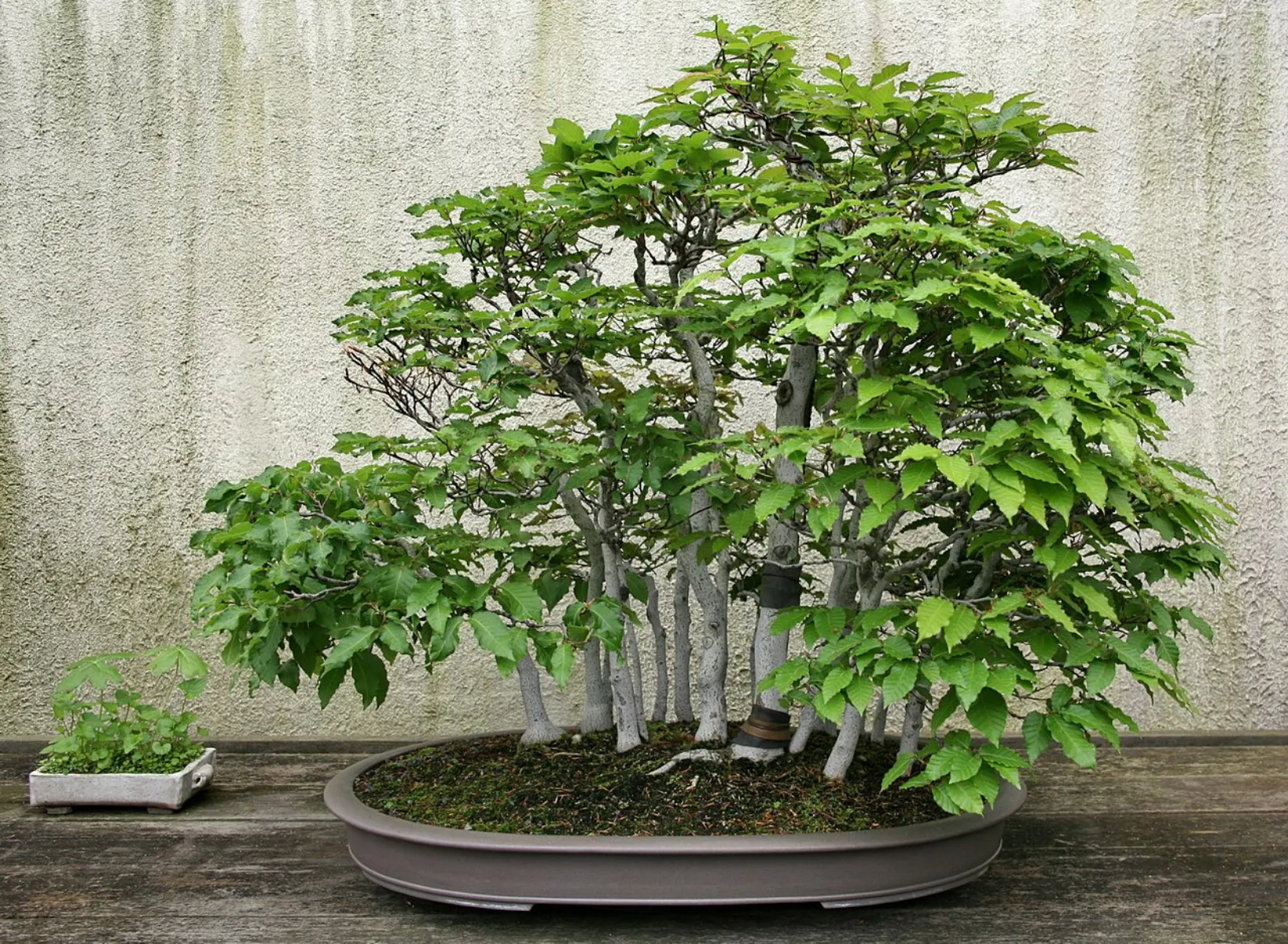 ブナ (山毛欅) の盆栽 — 新緑期 (Fagus crenata)