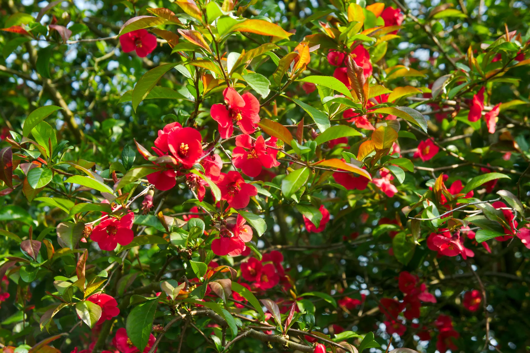 チョウジュバイ (長寿梅) の桃色花 — 二季咲きの矮性ボケ (Chaenomeles japonica 'Chojubai')