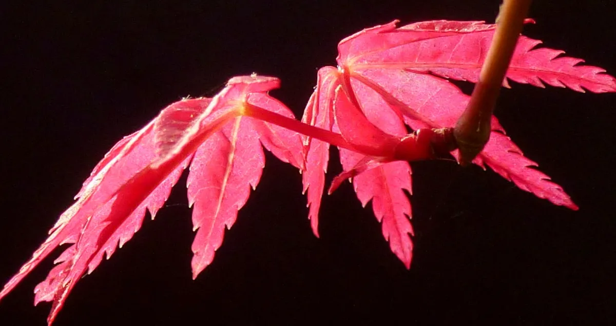 デショウジョウ (出猩々) の春の赤葉 — Acer palmatum 'Deshojo' 品種