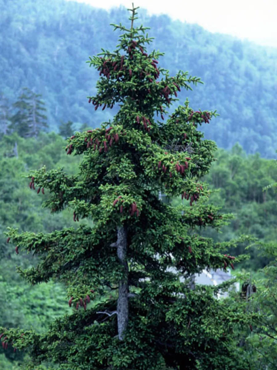 エゾマツ (蝦夷松) — 寒冷地原産の針葉樹 (Picea jezoensis, 北海道十勝岳)