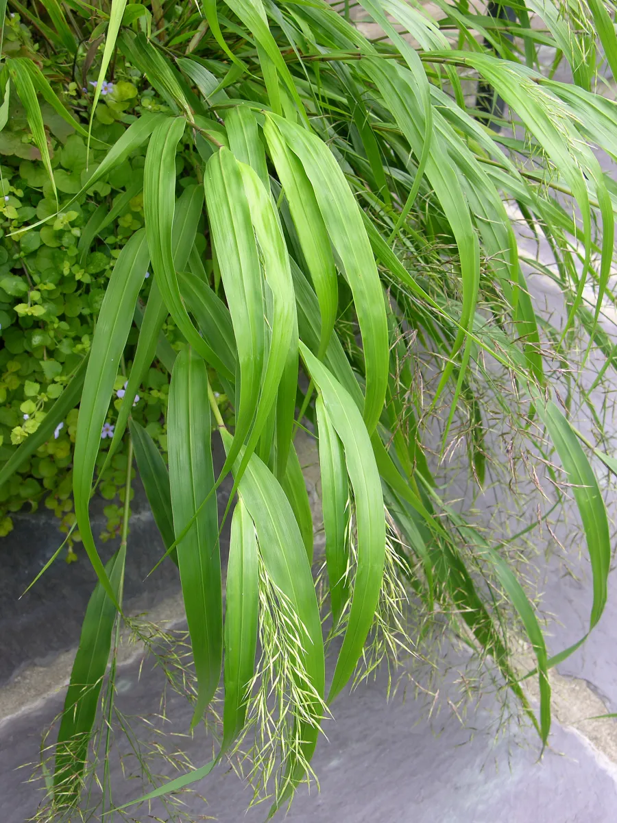 フウチソウ (風知草) 'All Gold' — 黄金色の細葉 (Hakonechloa macra)