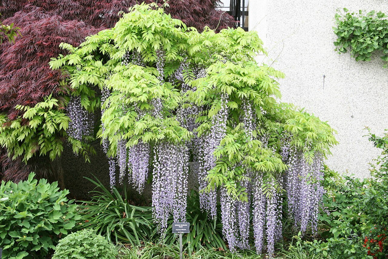 藤の盆栽 (Wisteria floribunda)