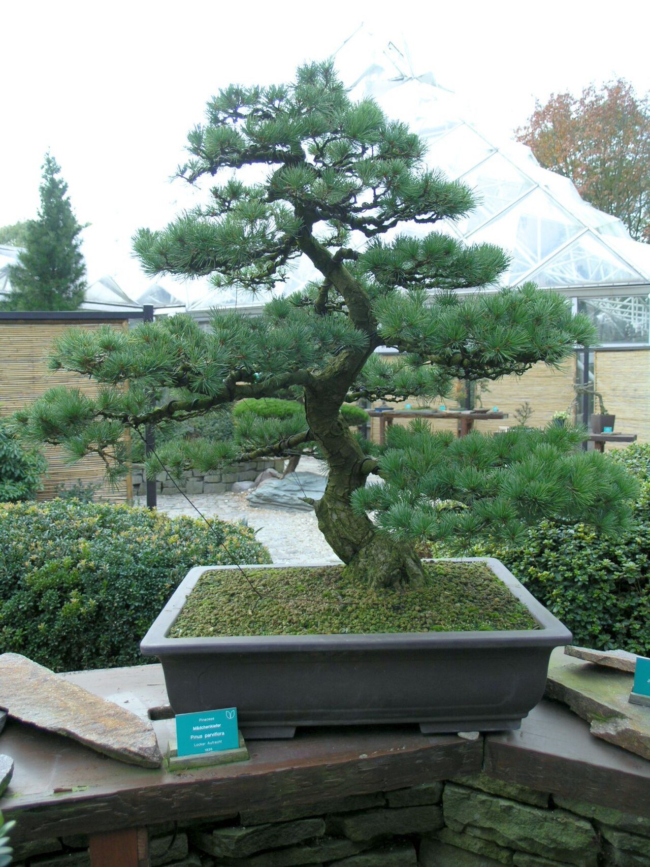 五葉松の盆栽 (Pinus parviflora)
