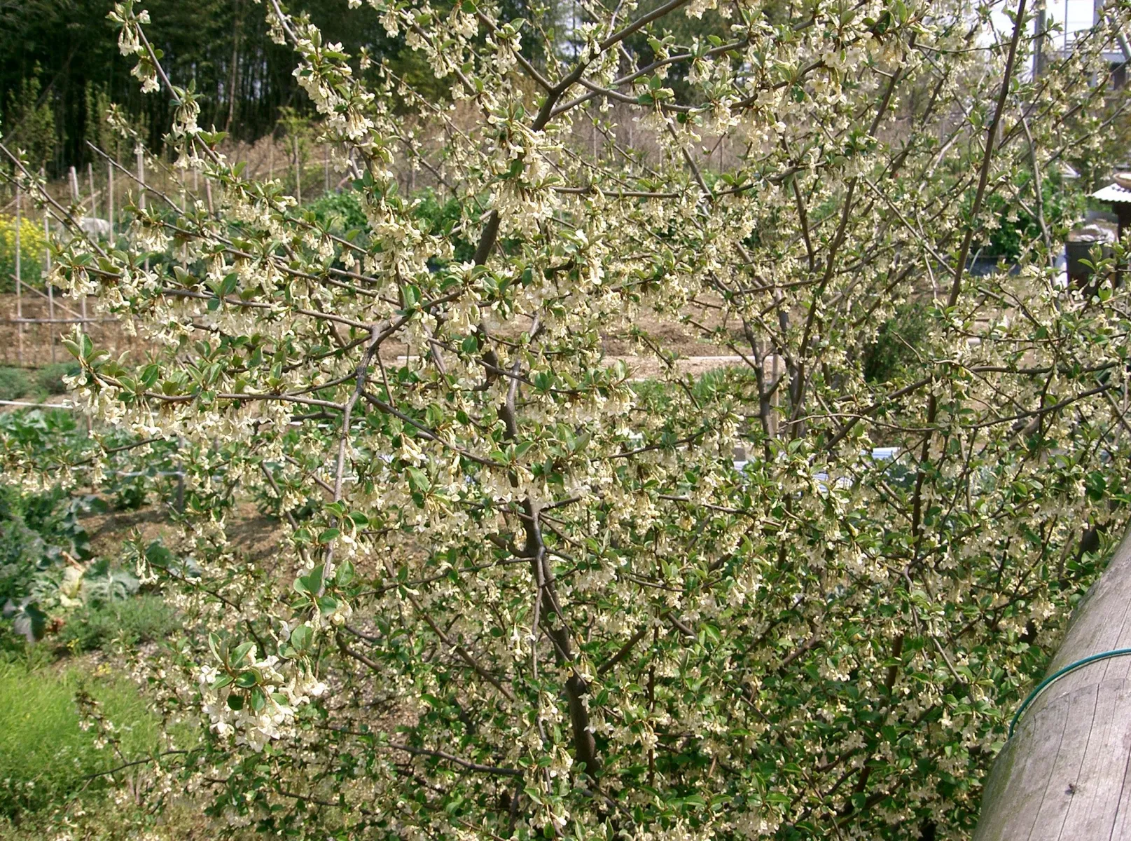 グミ (茱萸) の赤実 — 夏熟の食用実 (Elaeagnus multiflora)