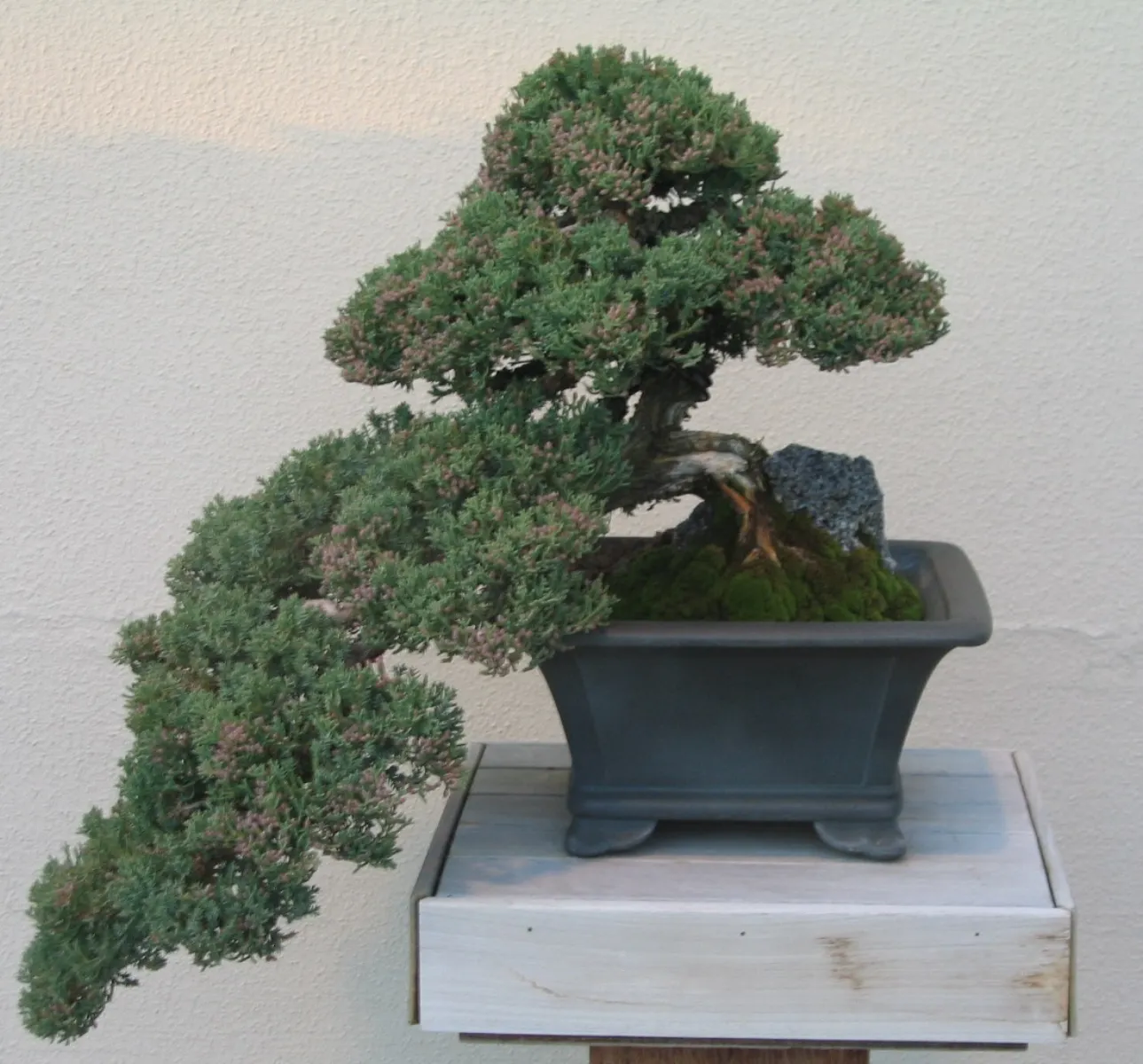 ハイビャクシン (這柏槇) の盆栽 — 横展開の樹形 (Juniperus procumbens)