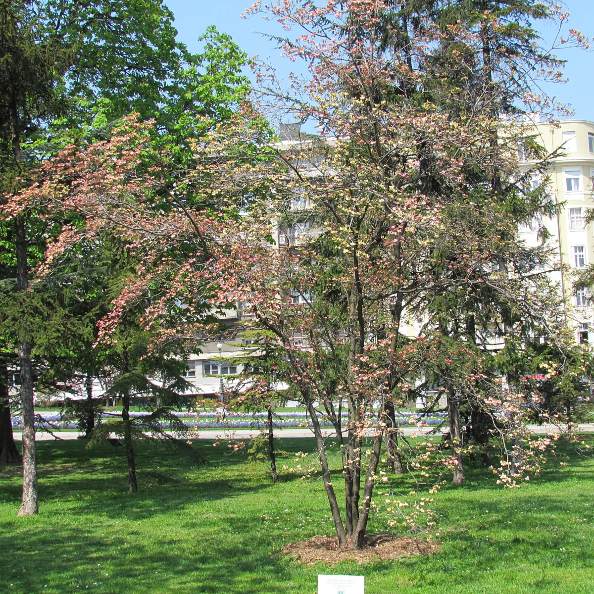 ハナミズキ (花水木) の樹姿 — 4-5 月の苞葉 (Cornus florida)