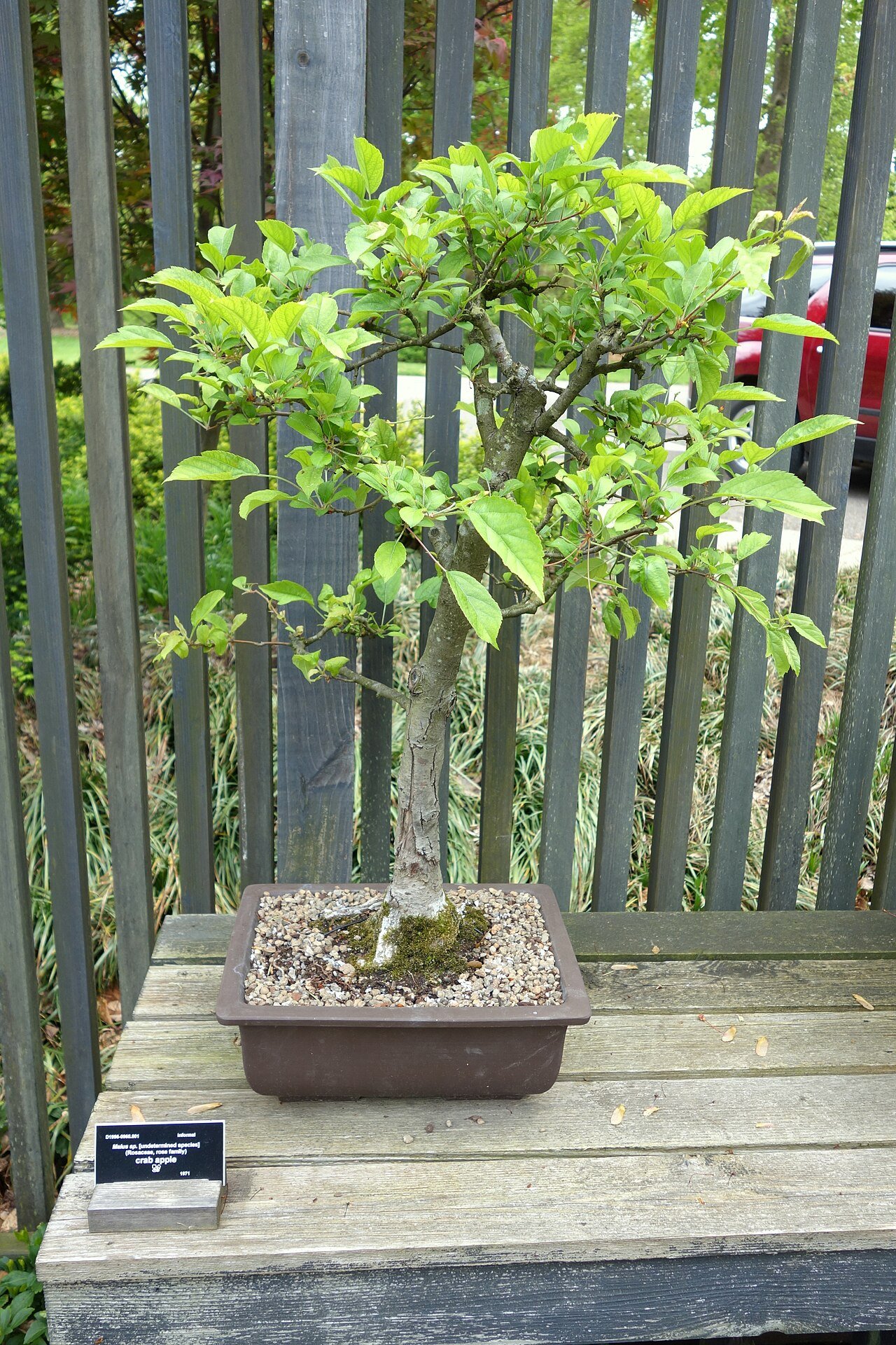 姫リンゴの盆栽 (Malus prunifolia)