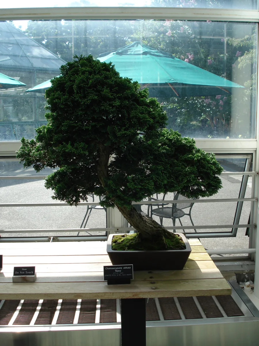 セッカヒノキ (石化檜) — ヒノキの石化品種 (Chamaecyparis obtusa 'Sekka') (写真は親種ヒノキ)
