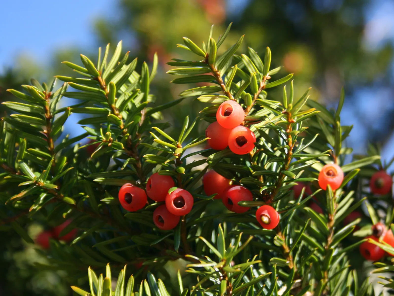イチイ (一位) の紅実 — 秋の見せ場 (Taxus cuspidata, 両白山地)