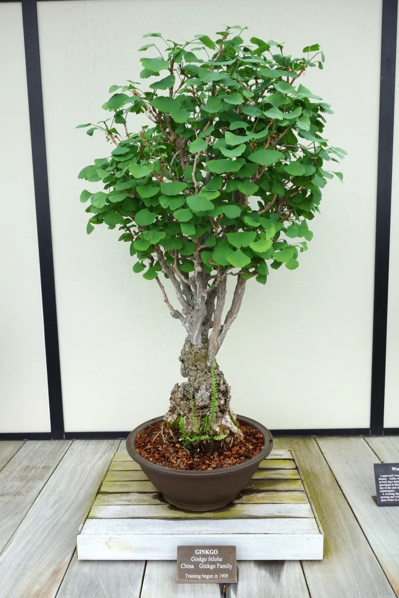 イチョウ (銀杏) の盆栽 — Longwood Gardens 所蔵 (Ginkgo biloba)