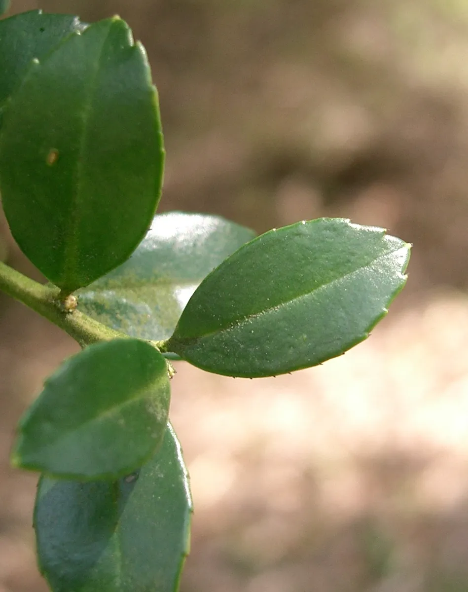 イヌツゲ (犬黄楊) — モチノキ科の常緑樹、小葉性 (Ilex crenata)