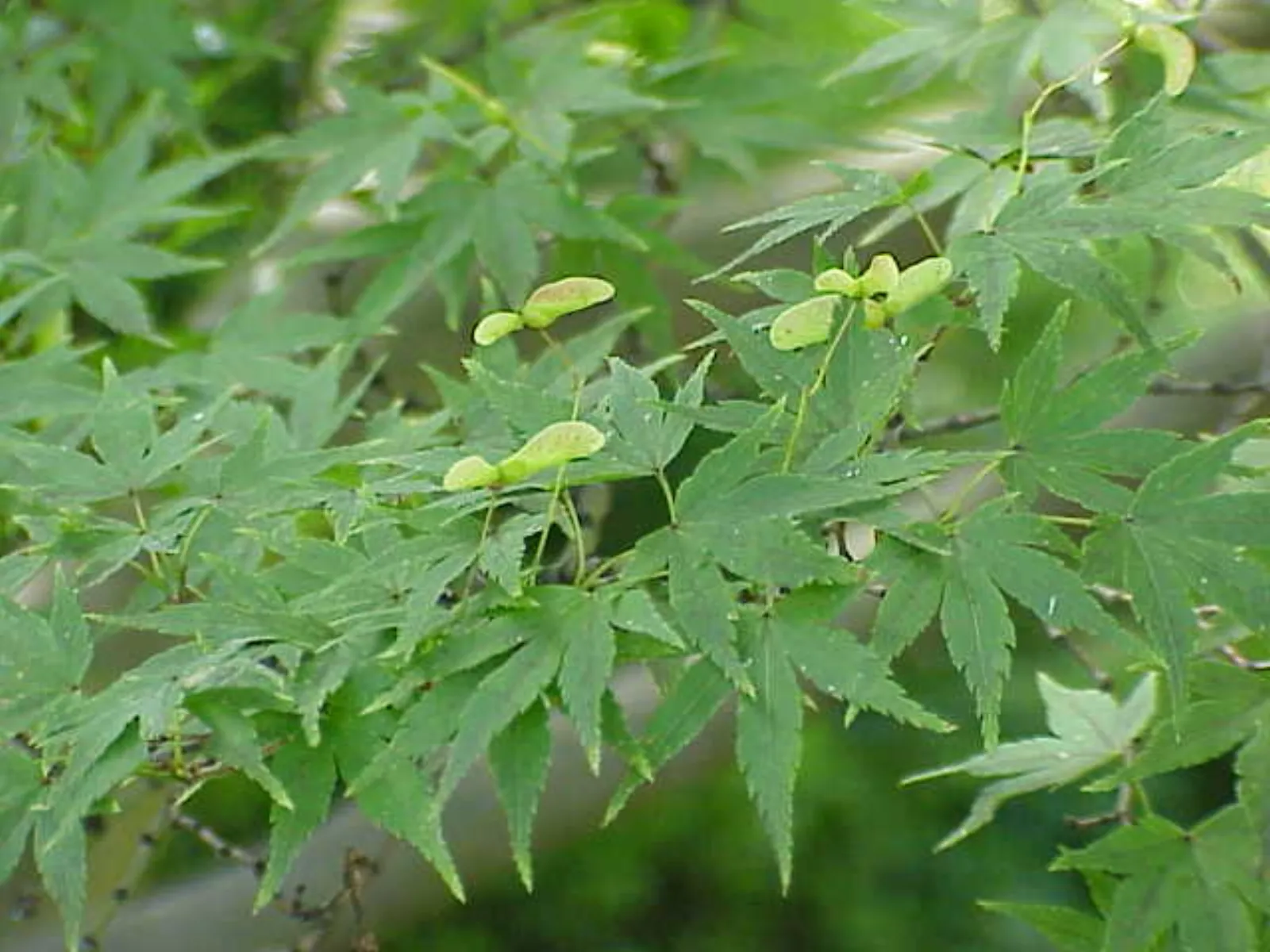 イロハモミジ (いろは紅葉) の樹姿 — 葉と実 (Acer palmatum)