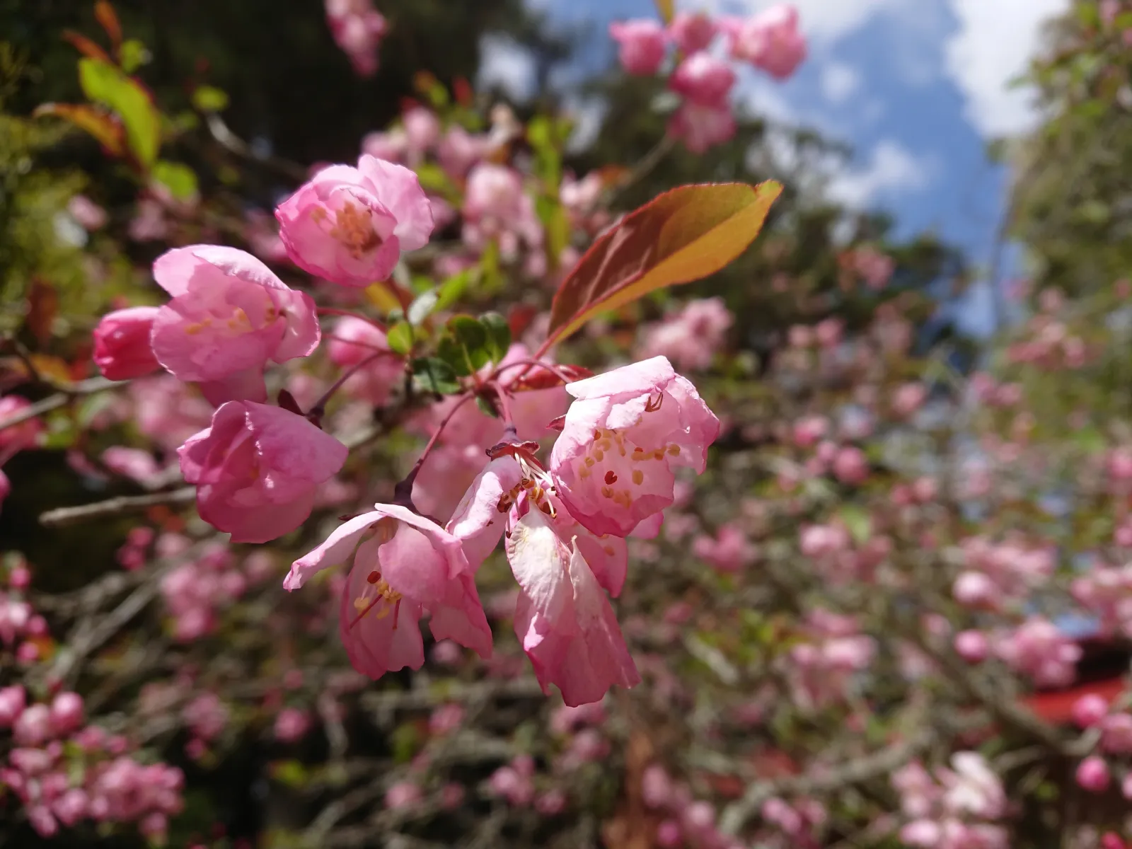 カイドウ (海棠) の桃色花 — 楊貴妃に例えられた古典の花物 (Malus halliana)
