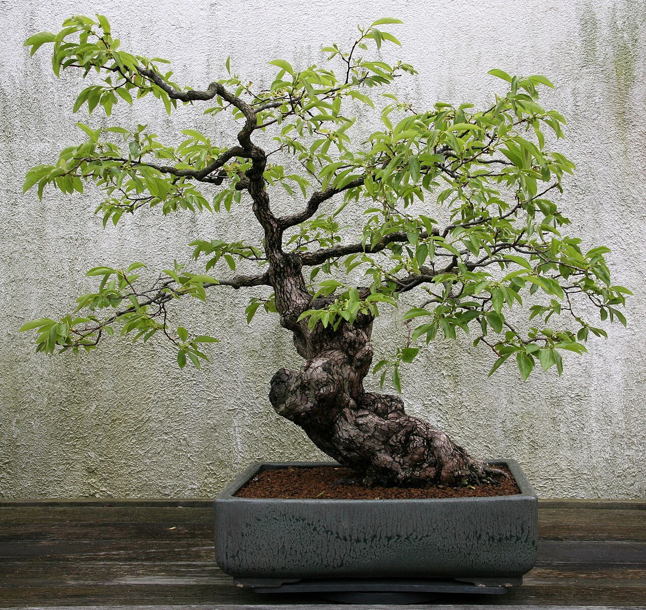 柿の盆栽 (Diospyros kaki)