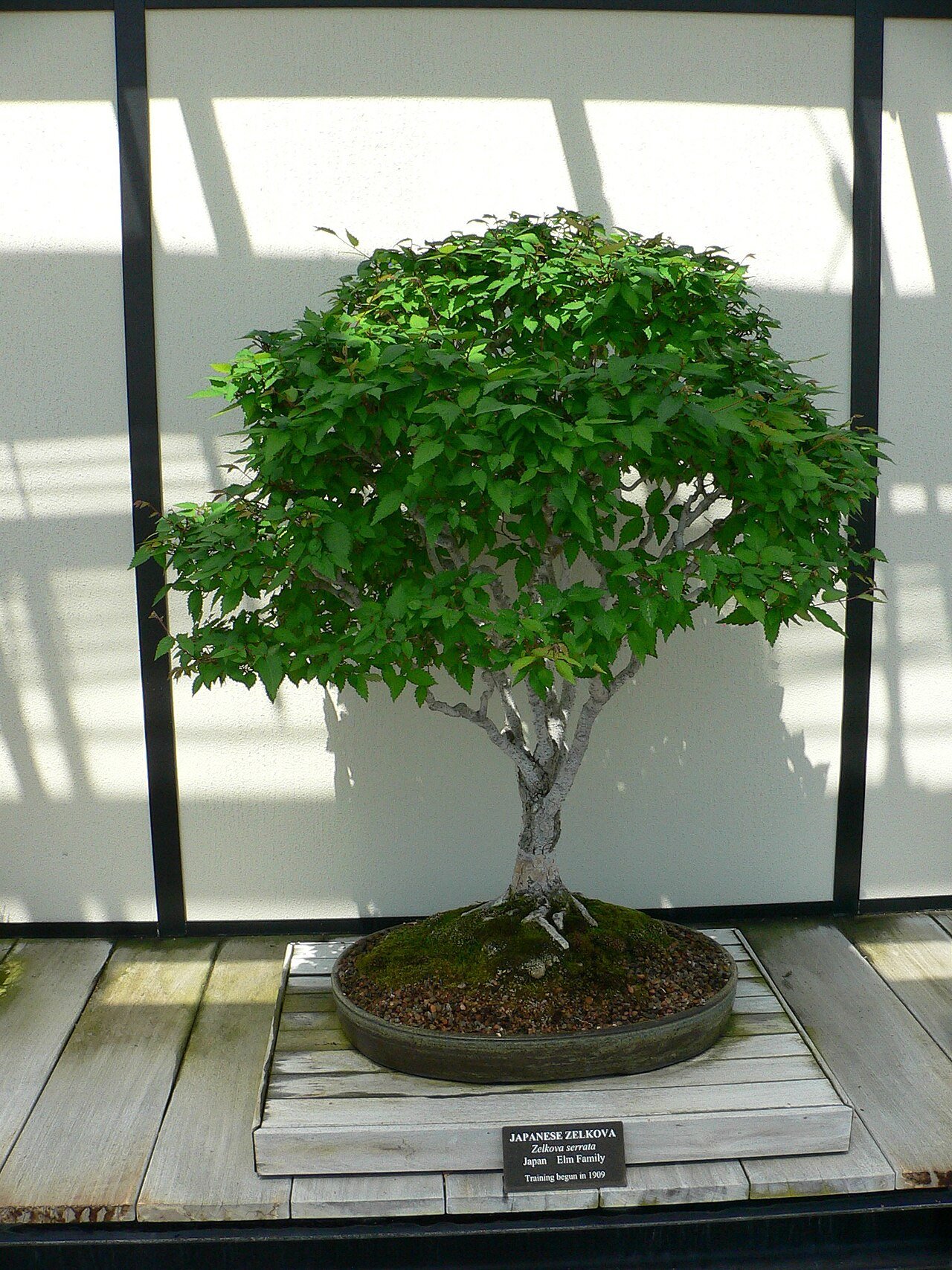 欅の盆栽 (Zelkova serrata)