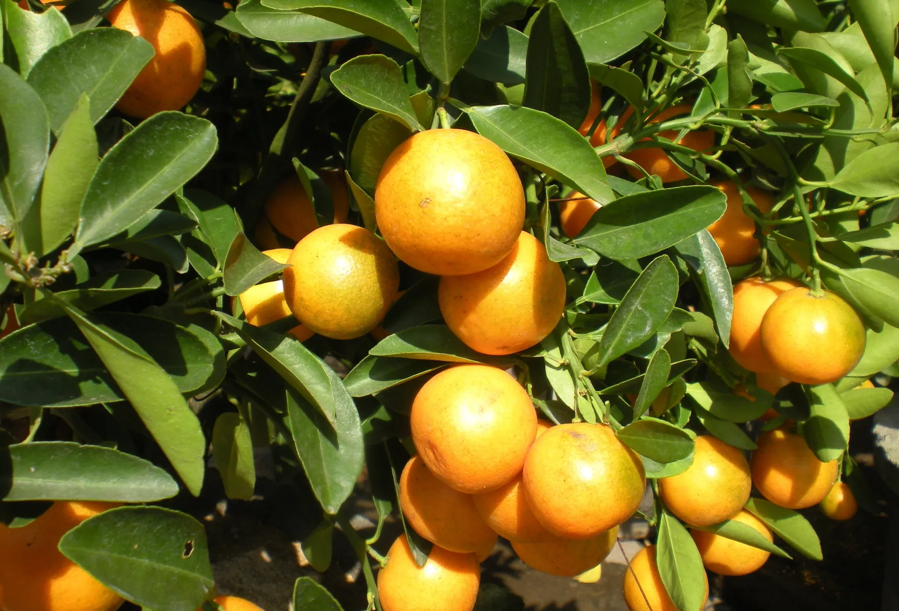 キンズ (金豆) — 柑橘類の小実 (Citrus japonica)
