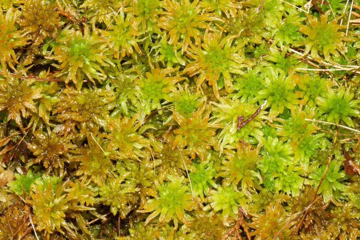 コケ (苔) — ミズゴケ系の蘚苔 (Sphagnum sp.)