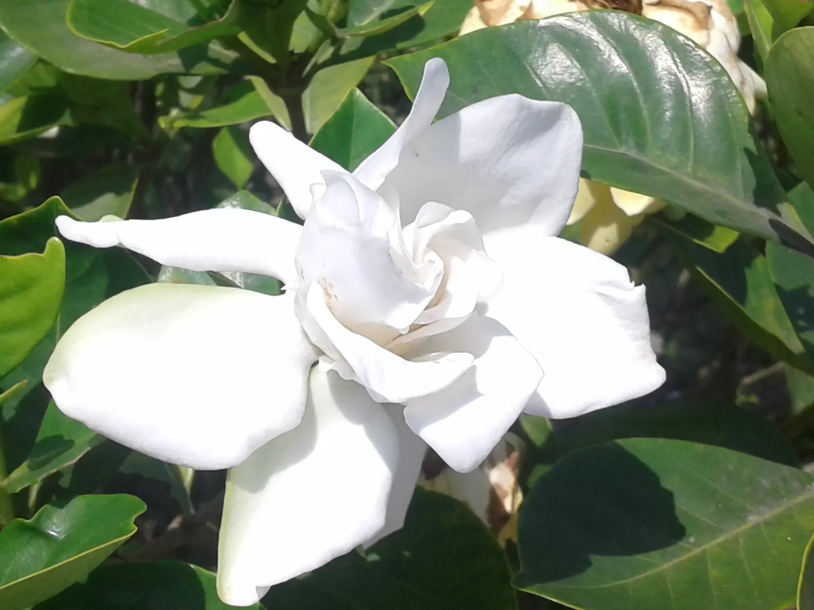 クチナシ (梔子) の白花 — 香り高い花物 (Gardenia jasminoides)