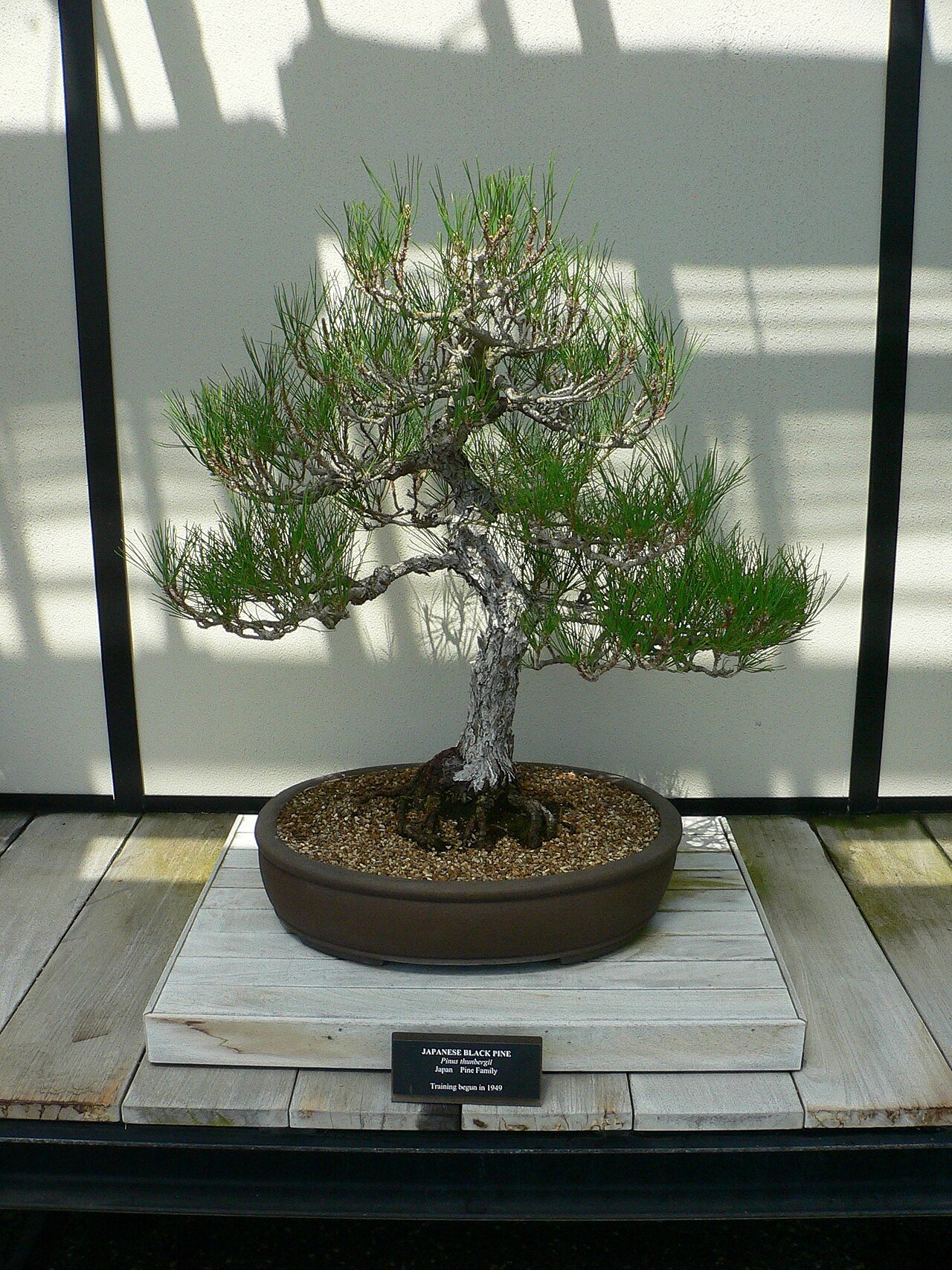 黒松の盆栽 (Pinus thunbergii)