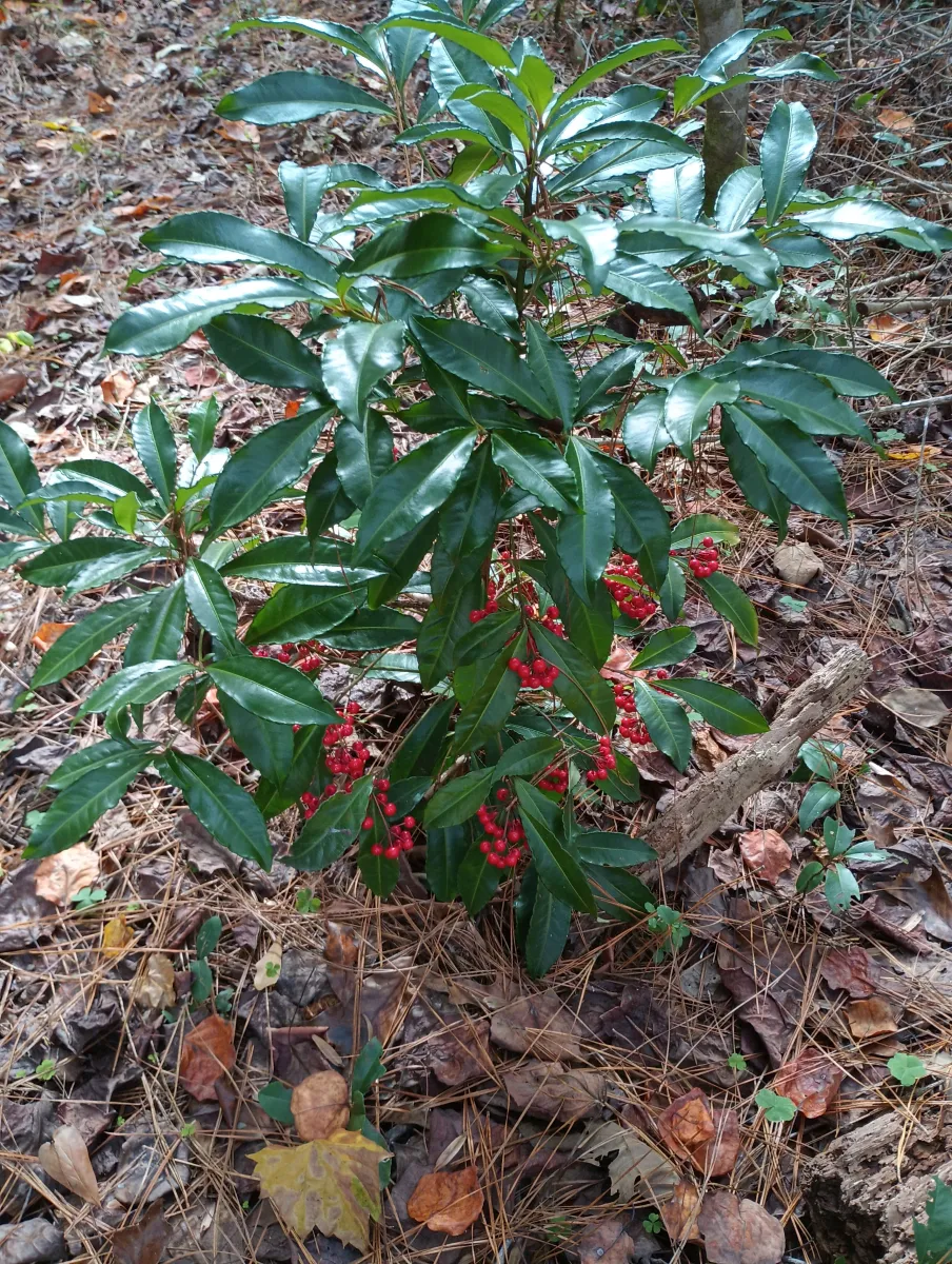 マンリョウ (万両) の赤実 — 正月飾りの定番、常緑樹 (Ardisia crenata)