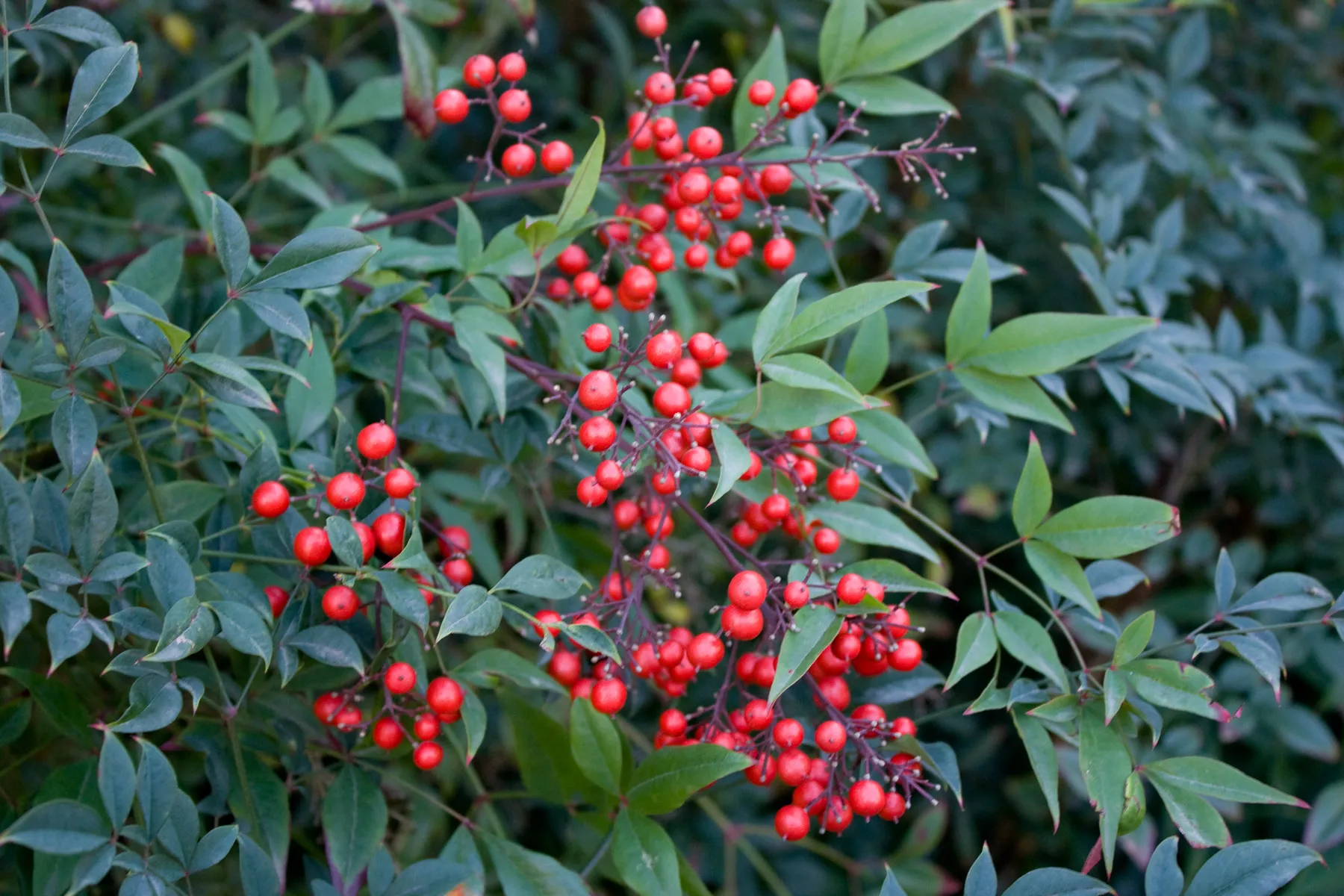 キンシナンテン (錦糸南天) — 細葉のナンテン品種 (Nandina domestica 'Kinshi') (写真は親種ナンテン)