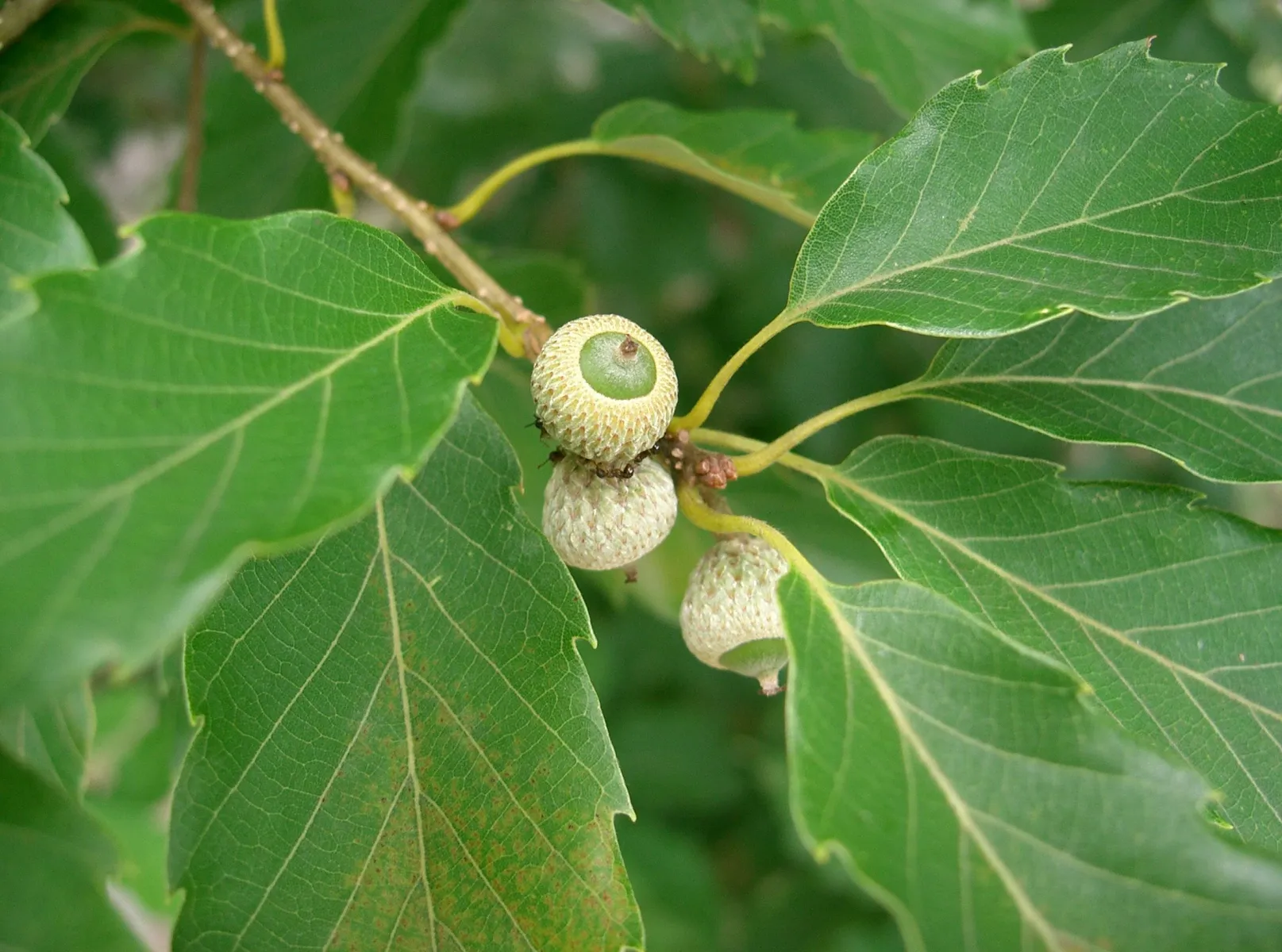 ナラ (楢, コナラ) の葉 — ブナ科 (Quercus serrata)