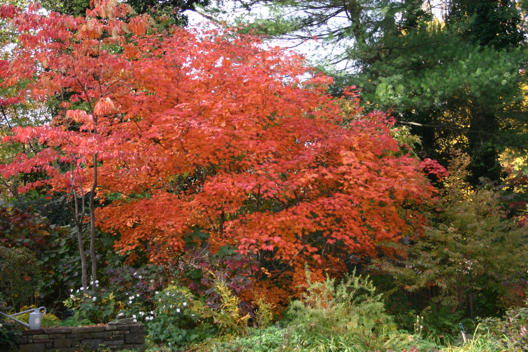 ニオイカエデ (匂楓) の紅葉 — Acer japonicum 'Aconitifolium' 品種