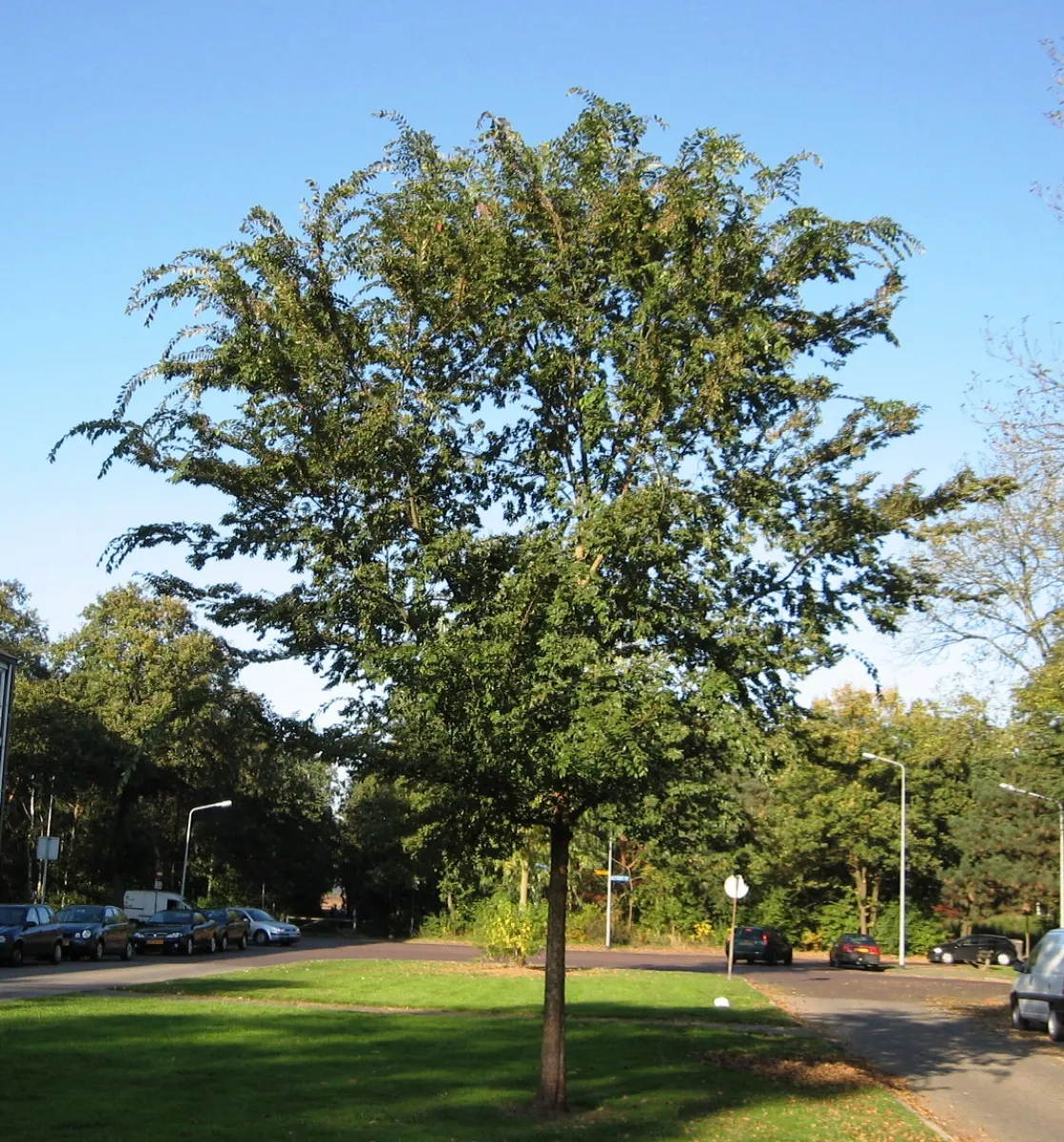 ニレケヤキ (楡欅, 中国楡) — 樹姿 (Ulmus parvifolia, ヒルフェルスム)